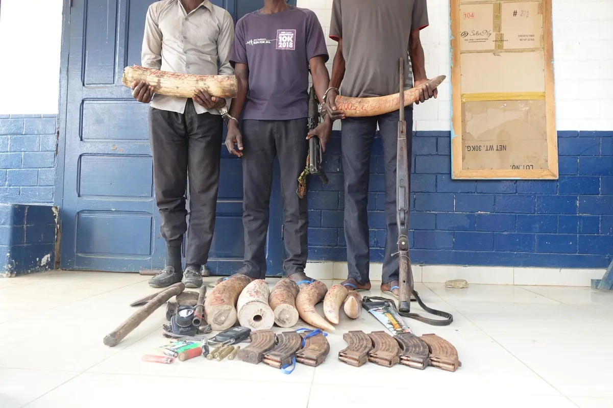 Congo-Brazzaville! La police a mis la main sur deux arnaqueurs de transferts monétaires électroniques, Un agresseur abattu au quartier Moukoundzi Ngouaka, Quatre individus interpellés pour trafic de peaux crâne et dents de panthère à Ewo, Trois présumés délinquants fauniques interpellés à Kellé, Trois braconniers interpellés avec des armes et des ivoires à Lékana et Ngo, Rites de veuvage au Congo : Entre tradition pression sociale et droits humains, Congo : Treize présumés trafiquants d’espèces animales protégées interpellés en 2025, Plusieurs victimes du 4 mars attendent encore leur prise en charge par le gouvernement, Fulgence N. Moukoko condamné à deux ans de prison ferme pour trafic d’un bébé chimpanzé vivant, Deux présumés trafiquants de produits fauniques vont comparaitre à Owando et à Impfondo, Routes sous tension : quand les chargements mal arrimés deviennent des bombes roulantes au Congo-Brazzaville, Le président de la Fédération congolaise de football condamné à la réclusion à perpétuité, Congo-Brazzaville: derniers jours d’une campagne «déséquilibrée» avant la présidentielle de dimanche, BANDITS « KULUNA » : UNE GRANDE TOILE DE GROUPES DE LA TERREUR A BRAZZAVILLE